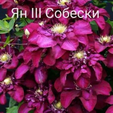 Клематіс Ян ІІІ Собескі (Clematis Jan III Sobieski)